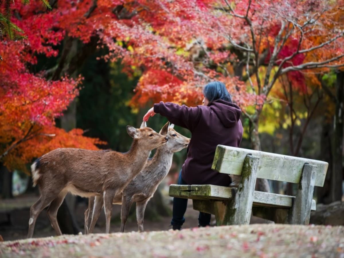 Colors of Japan + Kanazawa & Gokayama