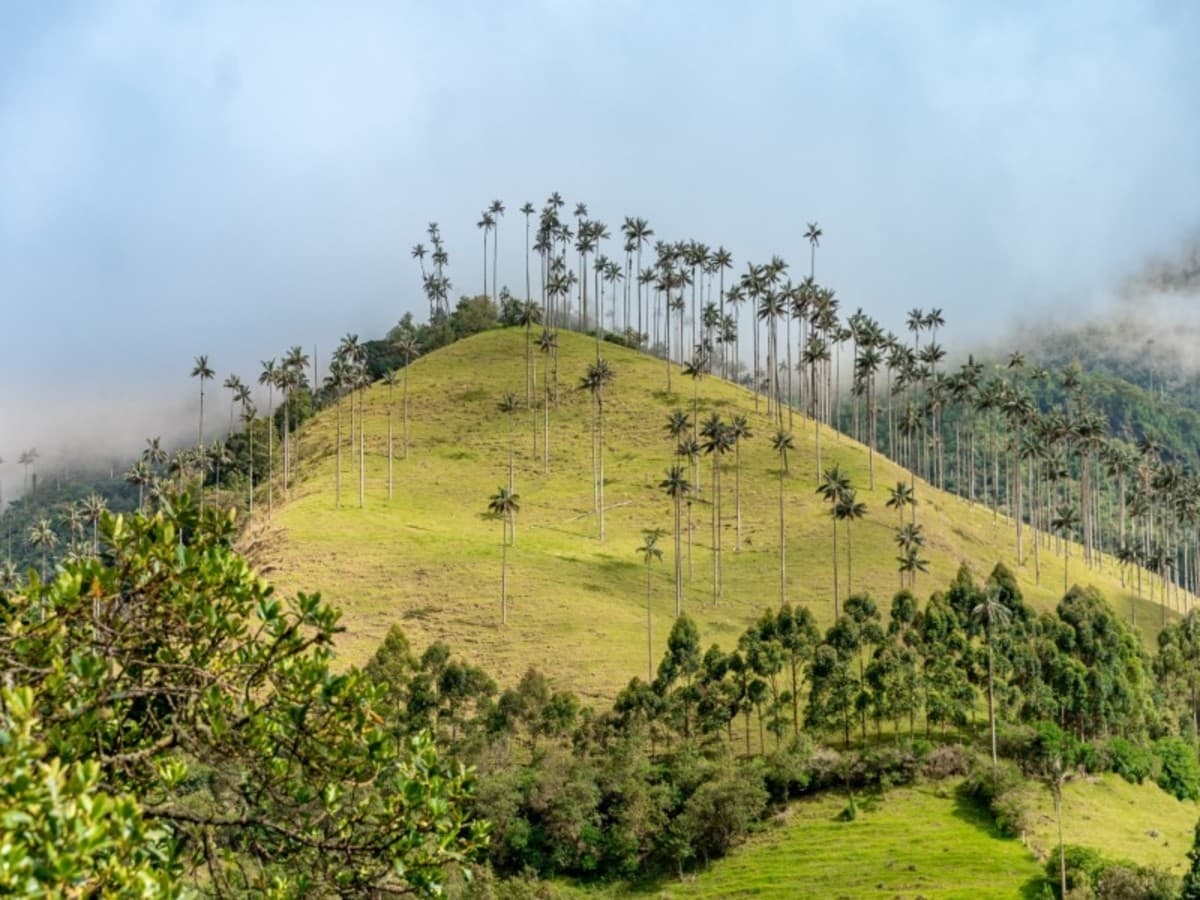 Les mille couleurs de la Colombie en 12 jours – Bogotá, région du café, Medellín et Cartagena, avec guide francophone