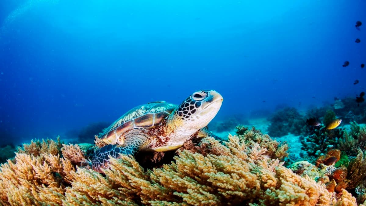 Circuit Individuel : Japon mythique et îles tropicales en 3*