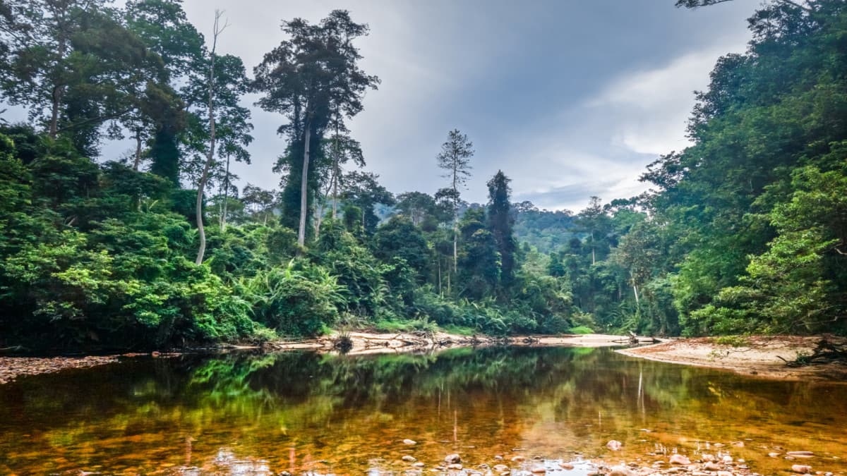 De la Jungle du Taman Negara aux Essences de la Malaisie - 11 jours / 10 nuits