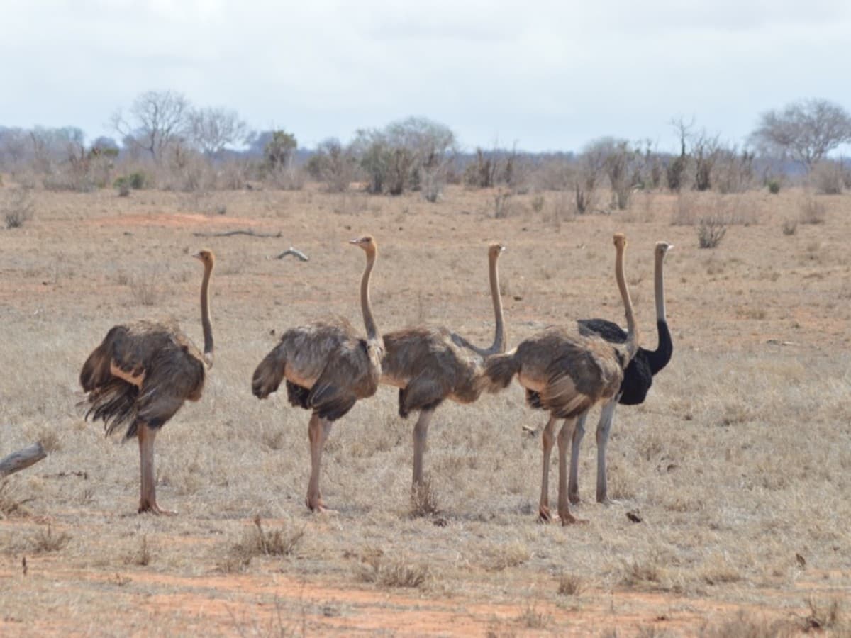 Kenya Eco Safari Hors De Sentiers Battus