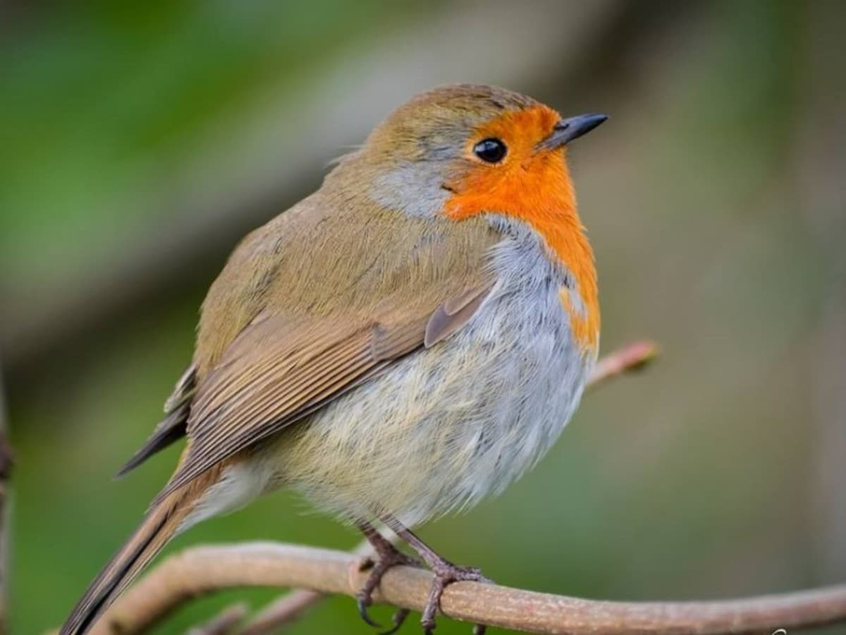 Wonders of Kenya 4x4 Jeep Safari