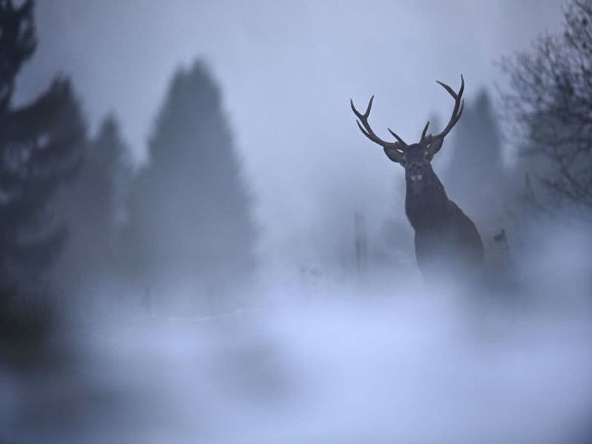 Découvrez l'art de la photo animalière dans le Jura