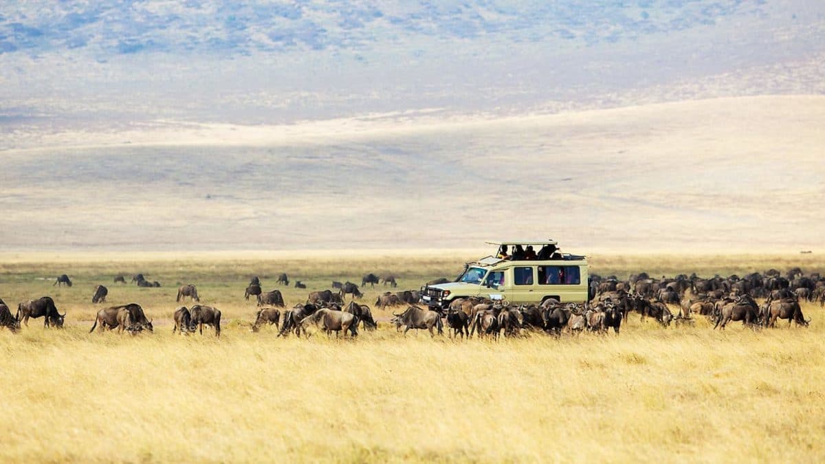 Tarangire–Ngorongoro–Serengeti EXPERIENCE