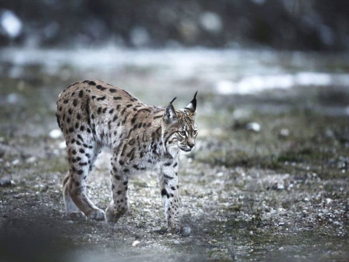 Découvrez l'art de la photo animalière dans le Jura