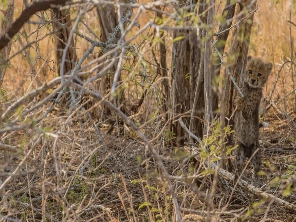 Kenya Eco Safari Hors De Sentiers Battus