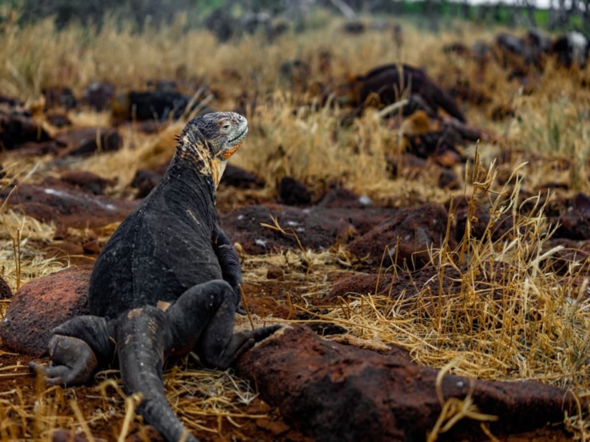 4-Day Wildlife & Wonders of Galapagos