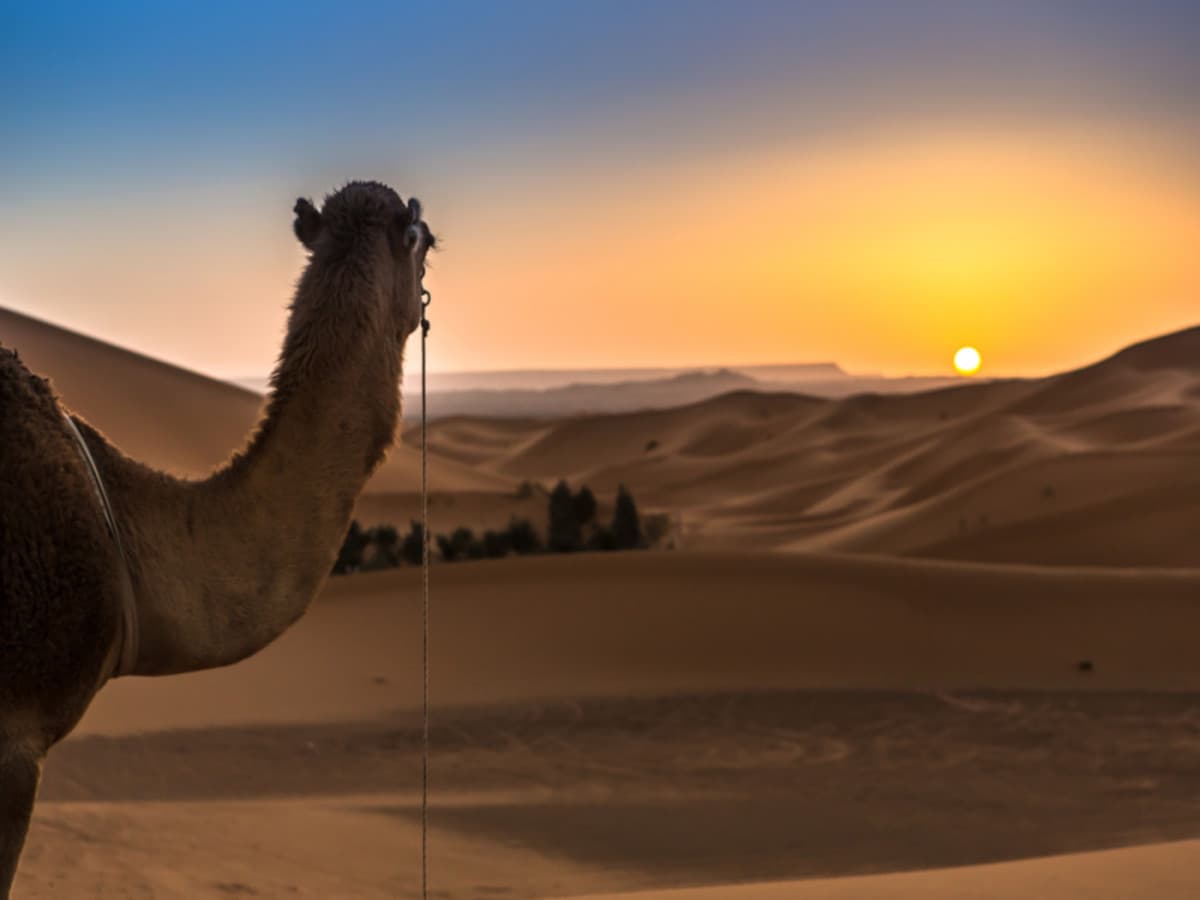 Circuit privatif : Marrakech et désert de Merzouga - 6 Nuits / 7 Jours ( en BB )
