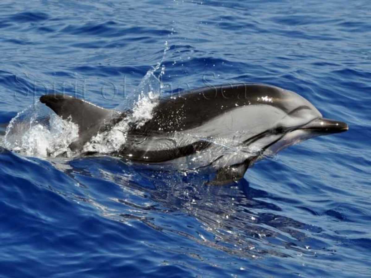 Gran Canaria Évasion Infinie