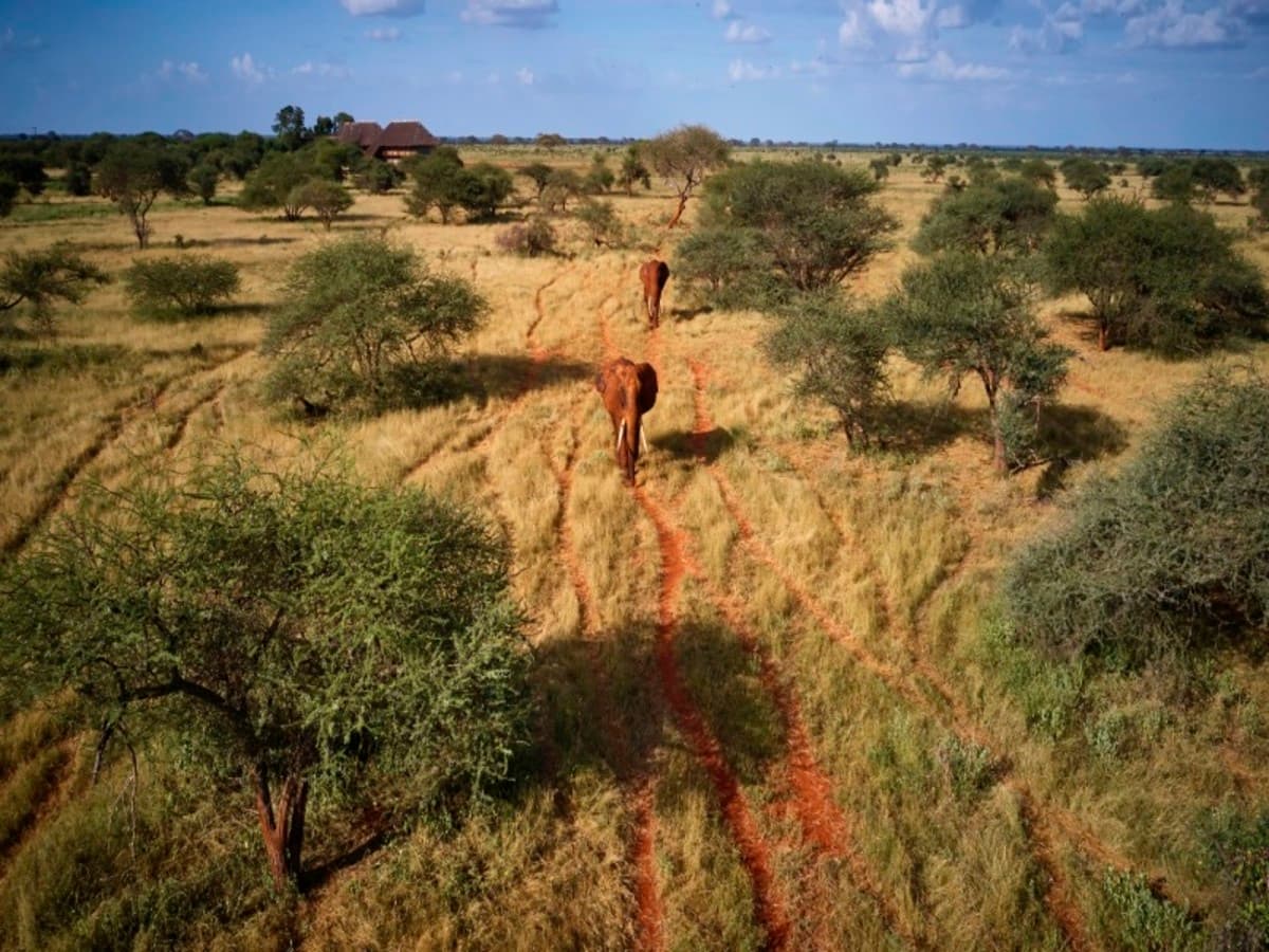 Highlights of Kenya Safari