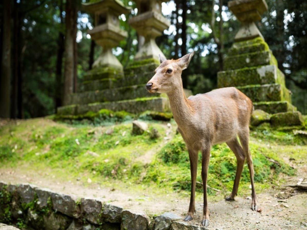 Fun in Japan ! en 10 nuits