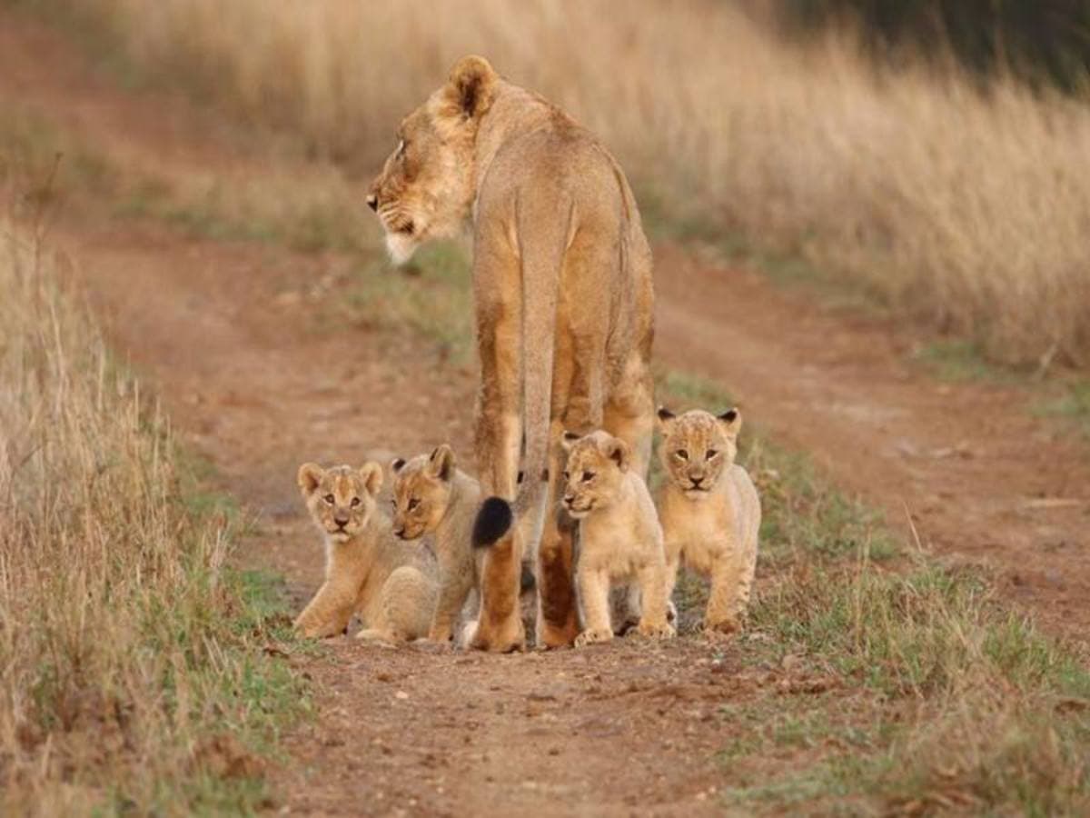 Highlights of Kenya Safari