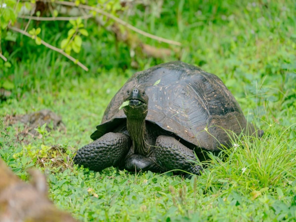4-Day Wildlife & Wonders of Galapagos