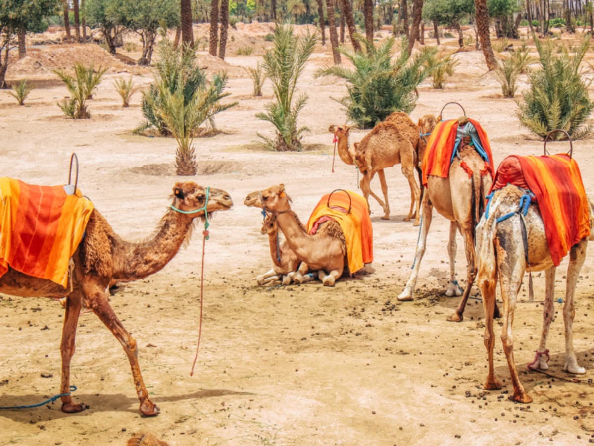 Circuit Privatif : Marrakech & Desert d’Agafay - 3 Nuits / 4 Jours ( Repas selon programme )