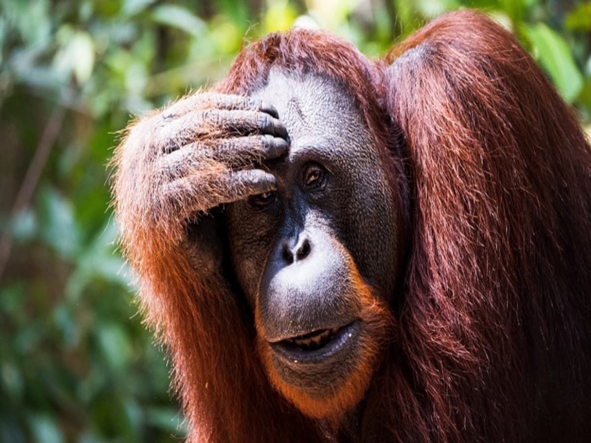Exploración De Orangutanes Y Vida Salvaje