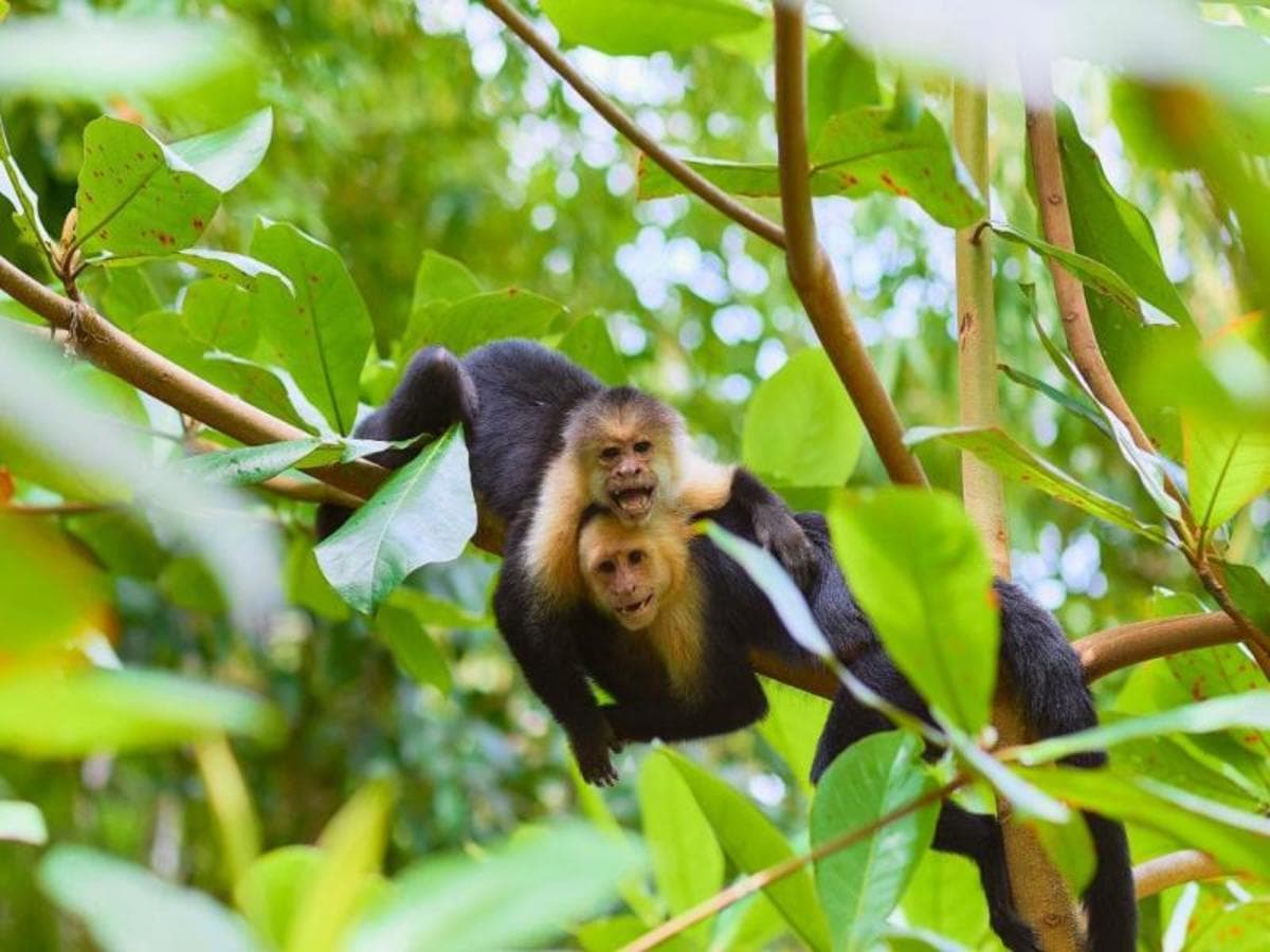 From Jungle to Coast from San José