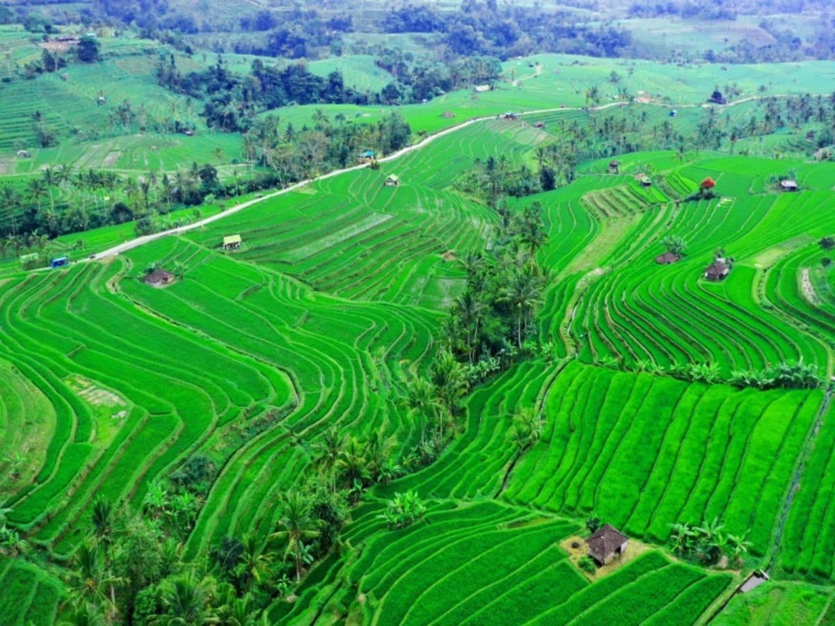 Bali Highlights : Ubud & South Bali