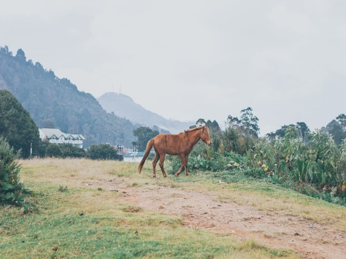 Sri Lanka Classical Heritage Tour