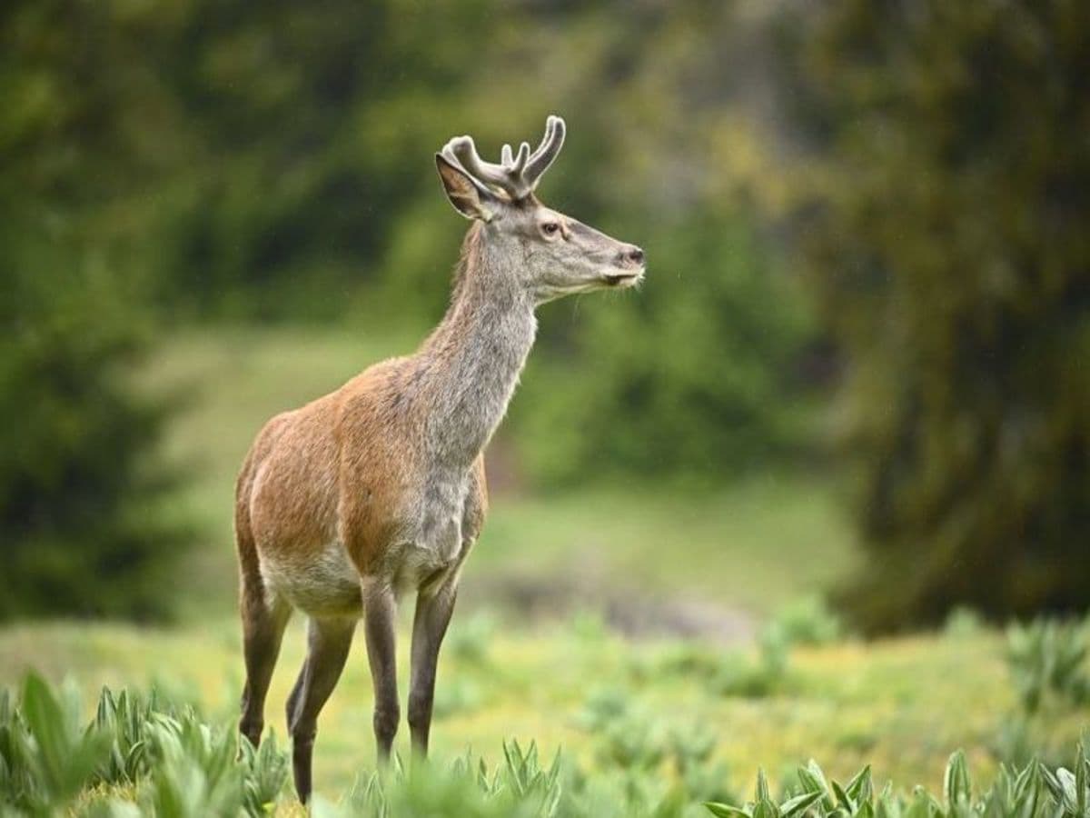 Découvrez l'art de la photo animalière dans le Jura