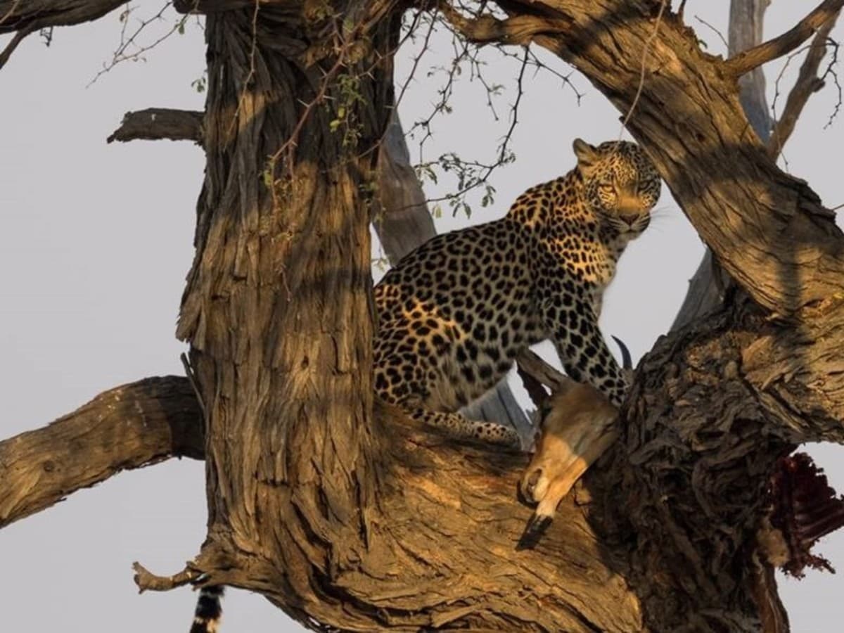 Wonders of Kenya 4x4 Jeep Safari