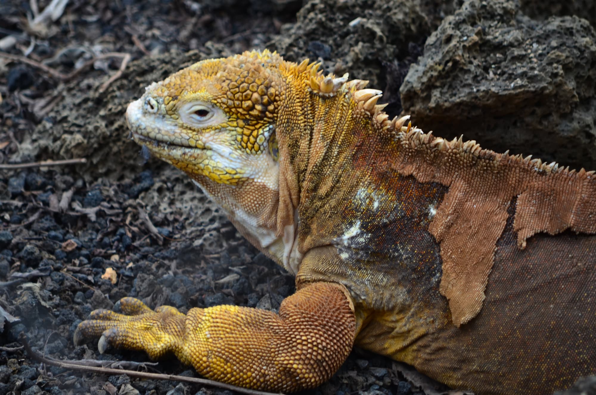 Galapagos Island Hopping