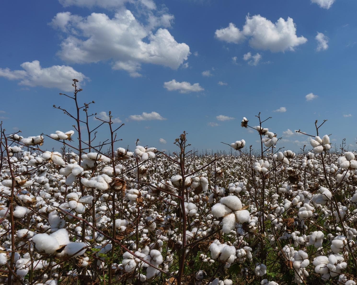 Clarksdale MS, Stati Uniti d'America
