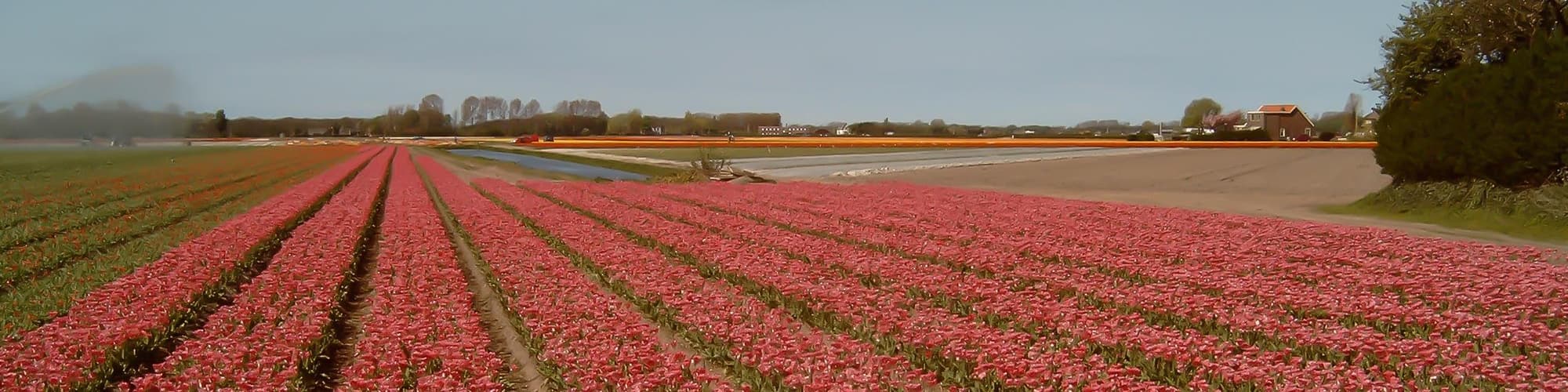 Lisse, Países Bajos