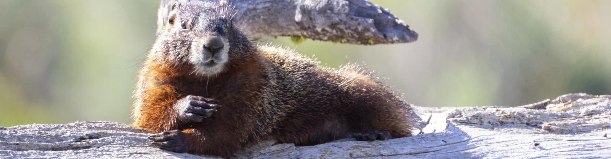 West Yellowstone MT, Vereinigte Staaten von Amerika