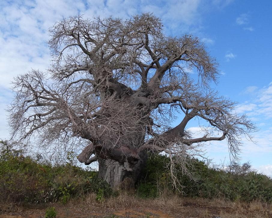 Mossuril, Mozambique