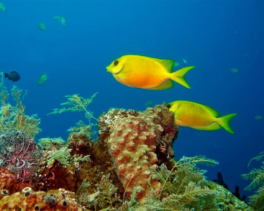 Tulamben, Indonesië