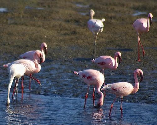 Zaljev Walvis, Namibija