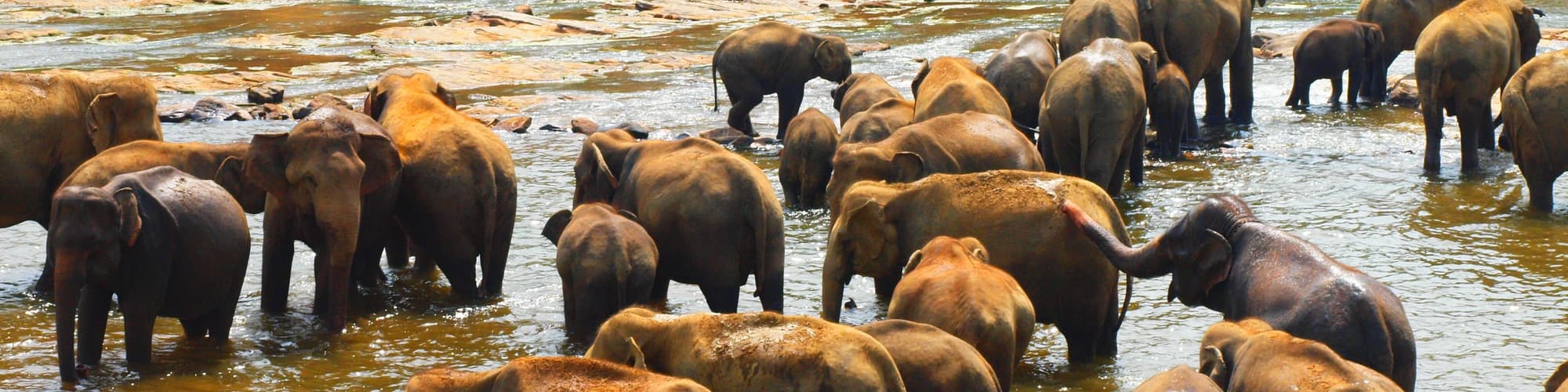 Pinnawala, Sri Lanka