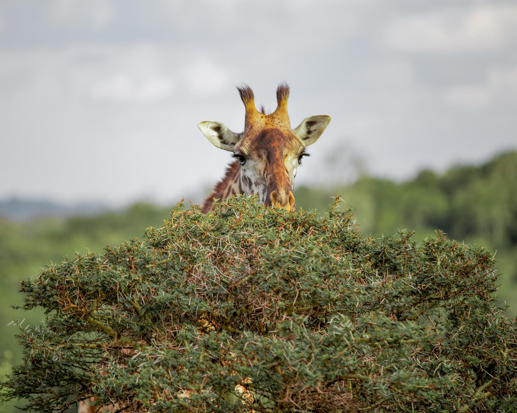 Flugsafari "Serengeti, Ngorongoro & Lake Manyara" (ab Arusha bis Sansibar)