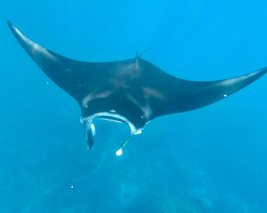 Private Kurztour "Nusa Penida & Lembongan Island" (ab Süd Bali bis Ubud)