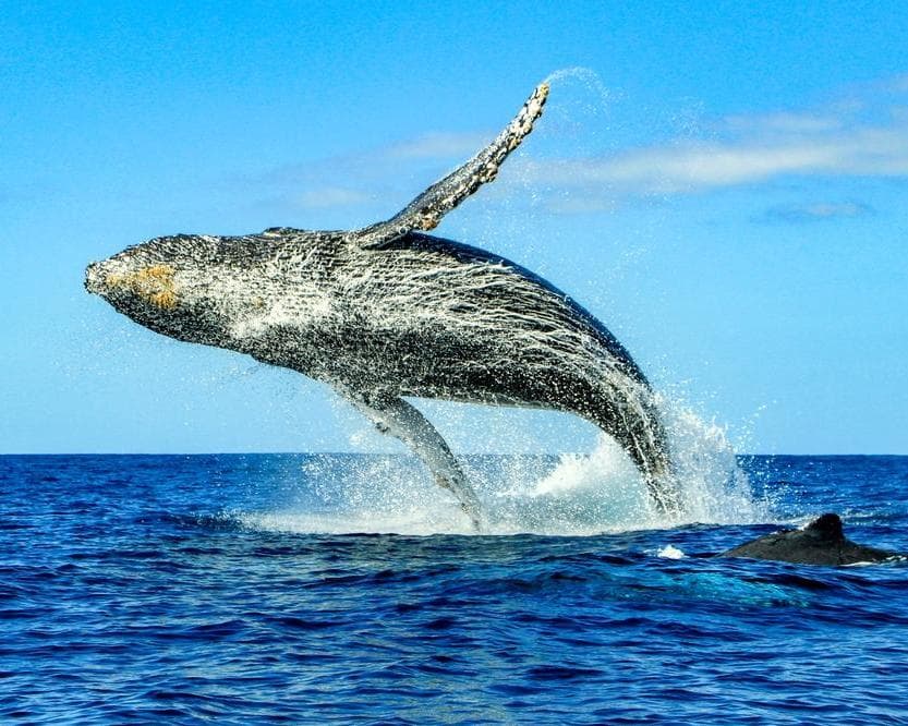Lo Mejor de Baja California