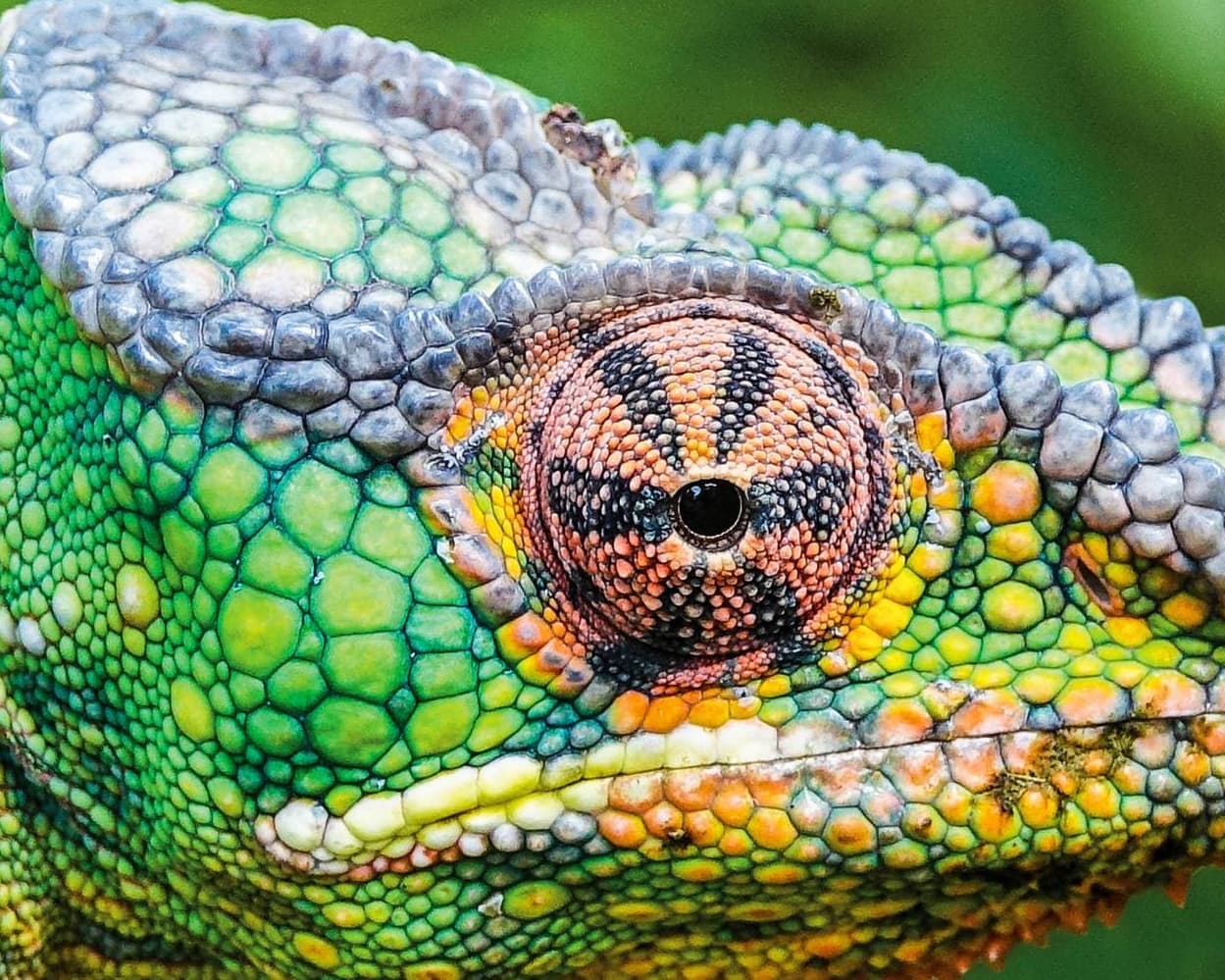 Southern Africa and Madagascar Expedition