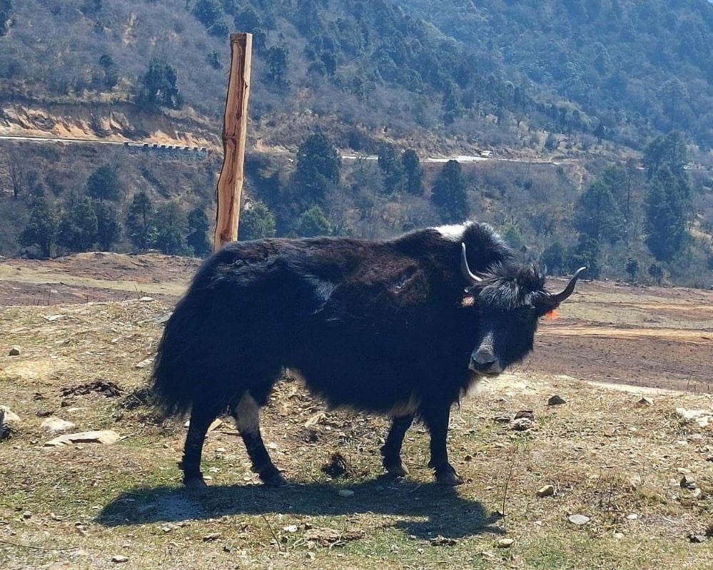 EXPLORE BHUTAN Grantour con Festival di Paro