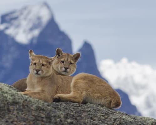 Vida Silvestre & Fauna en Puerto Natales