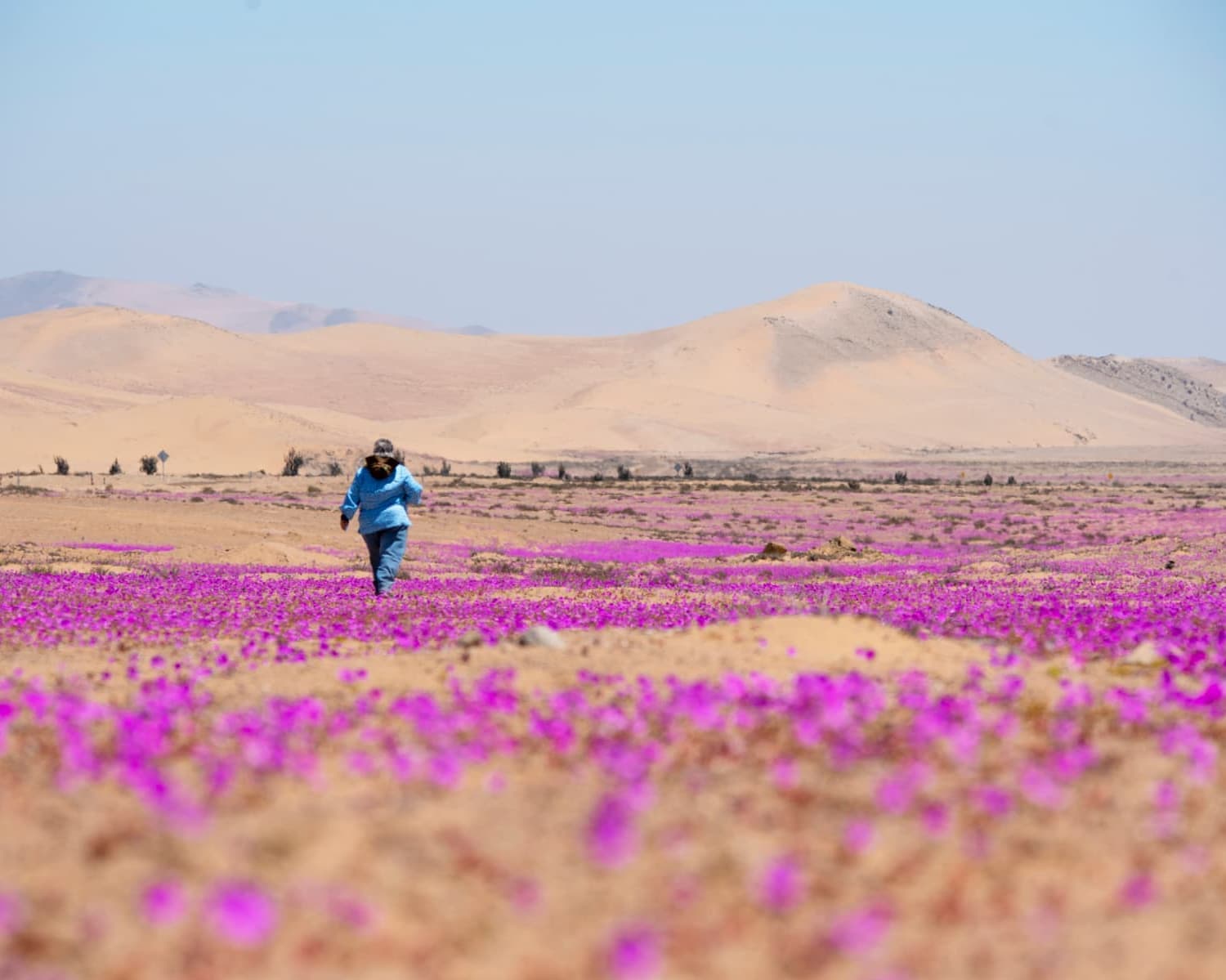 Desierto Florido 2026