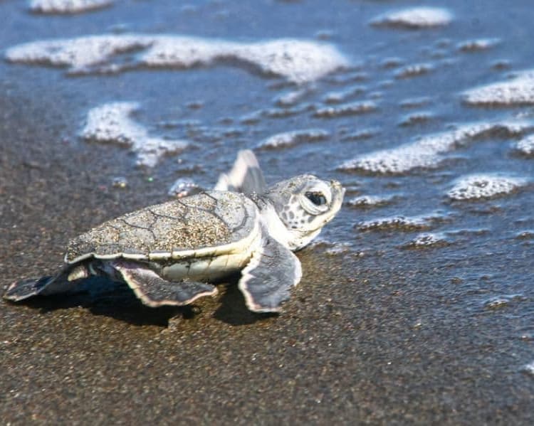 Mini Tortuguero desde San José - Costa Rica a la carte