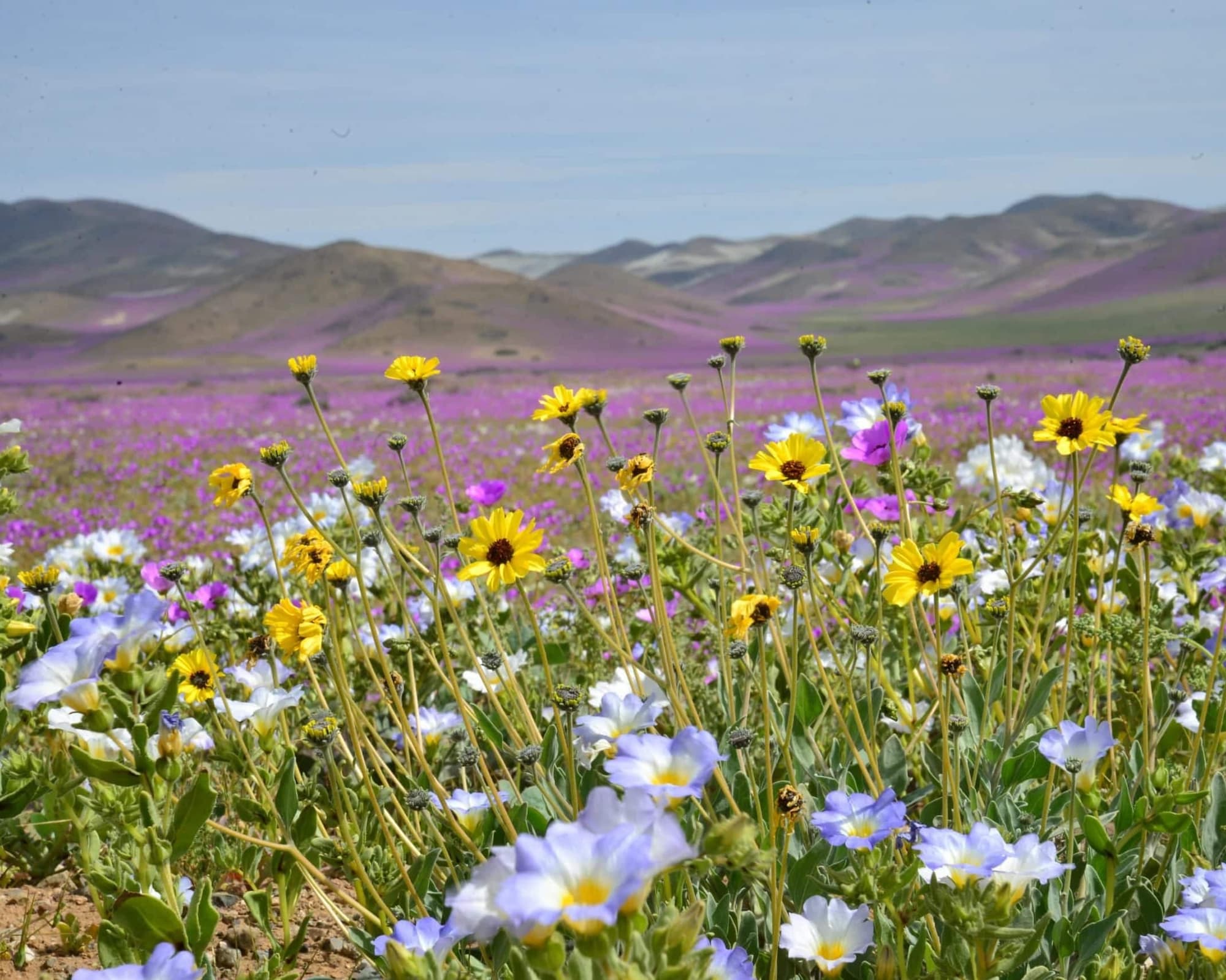 Desierto Florido 2026