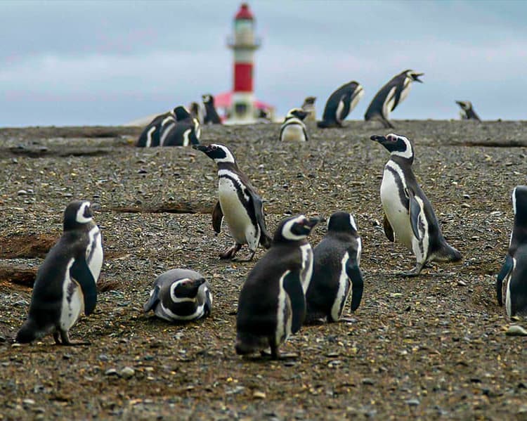 Hotel Almasur Punta Arenas - Excursión a Isla Magdalena 