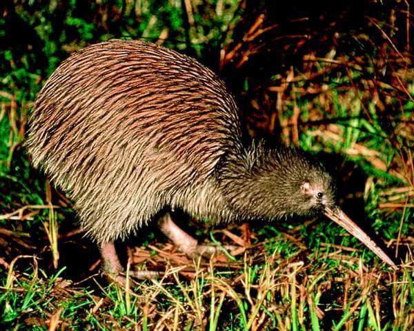 Best of Neuseeland Selbstfahrer-Rundreise