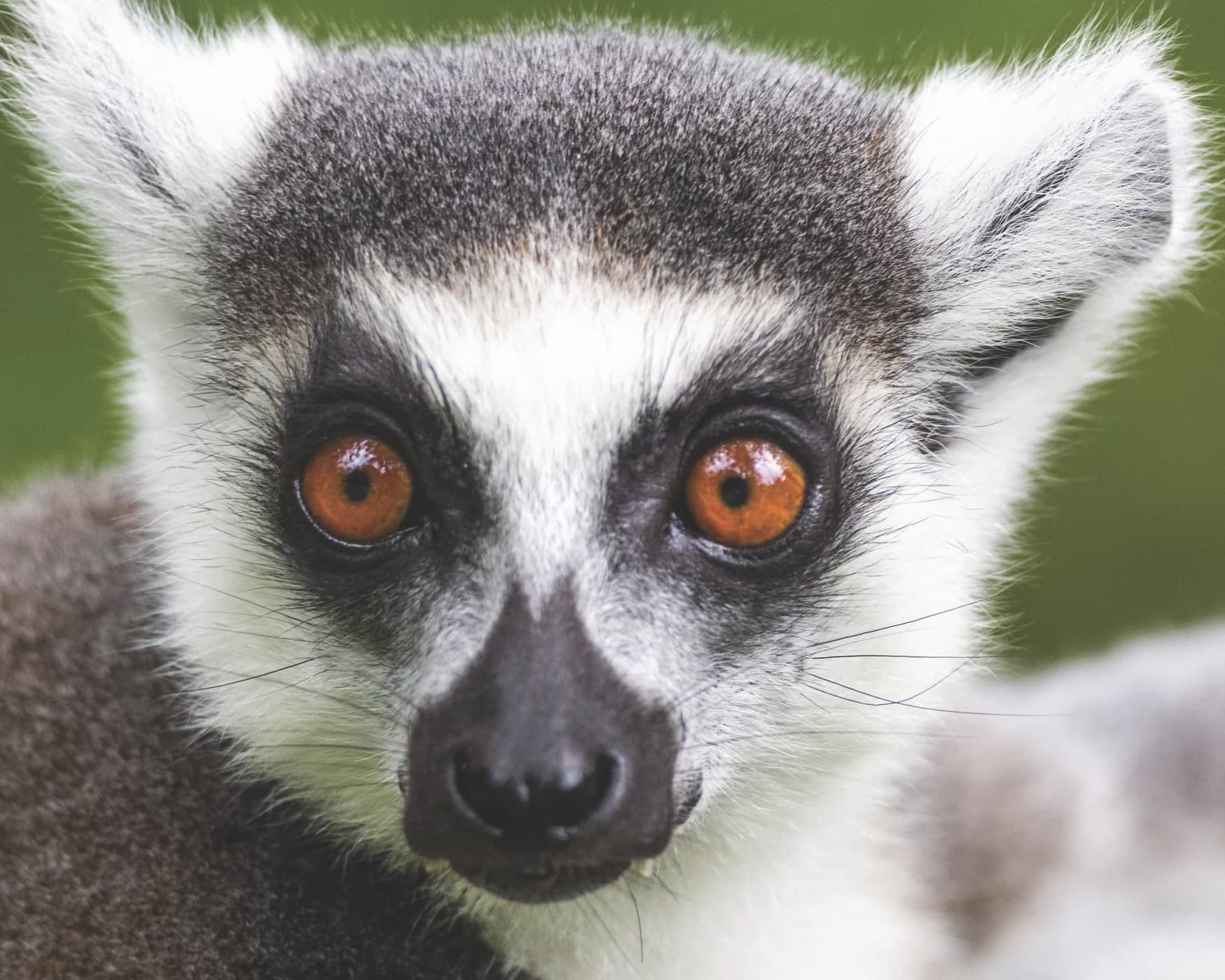 Southern Africa and Madagascar Expedition