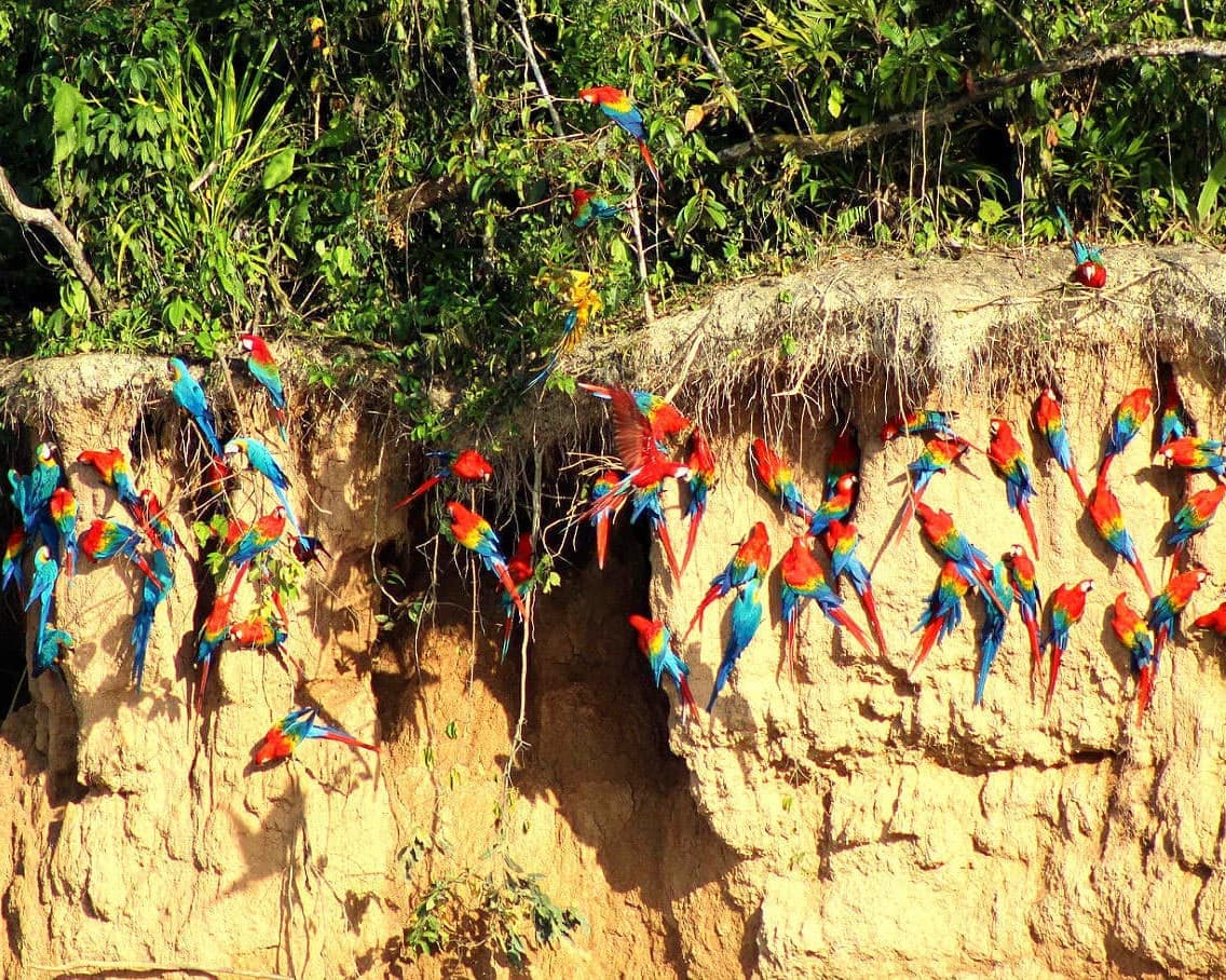Amazonian Peru 15 Days / 14 Nights