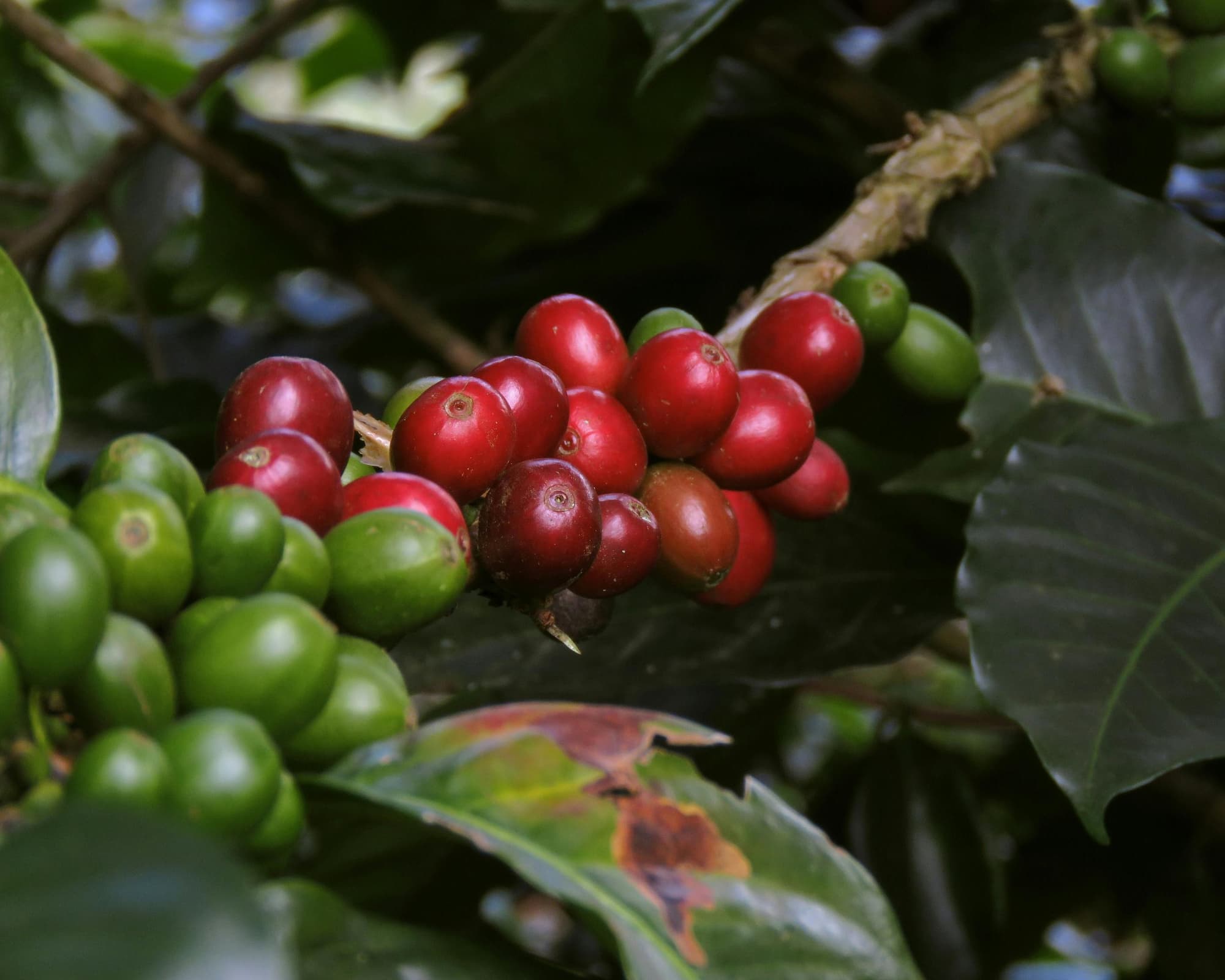 Colombia speciale Capodanno