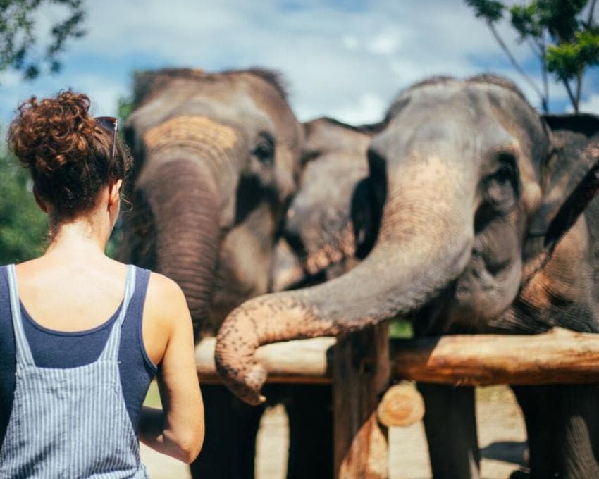 Kurztour "Elephant Bush Camp"