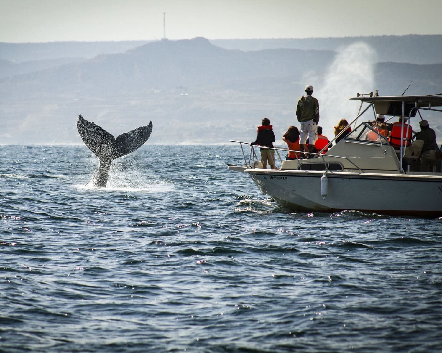Punta Arenas Ballenas y Glaciares 