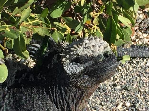 Standortrundreise "Galapagos Island Discovering" (ab/bis Santa Cruz)
