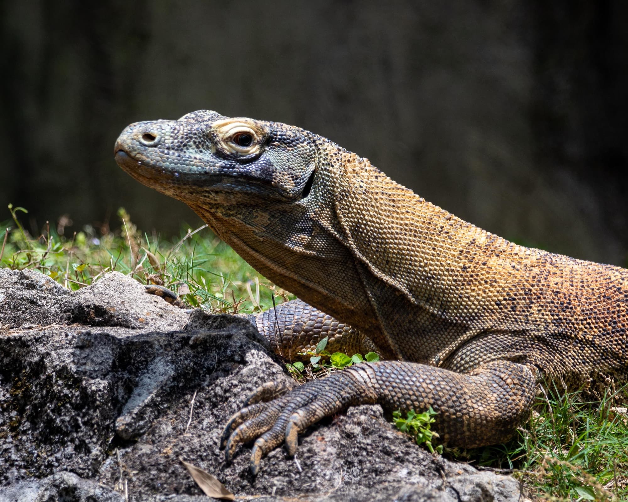 Privatrundreise "Exotisches Flores, Rinca, Komodo"
